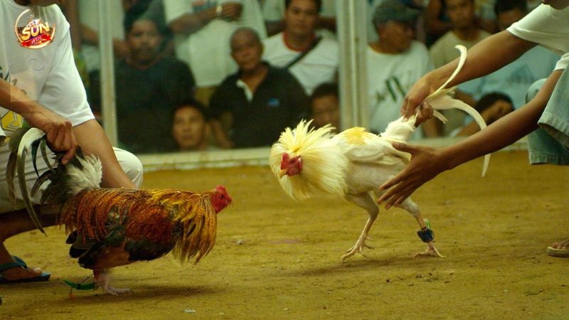 Đá gà trực tiếp cựa dao với những điều bạn chưa biết